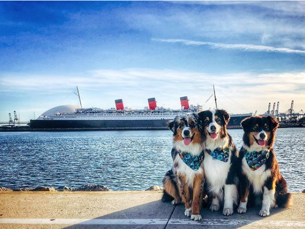 Play, Pamper and Pose at the  Queen Mary’s Doggie Paradise  Saturday, September 14