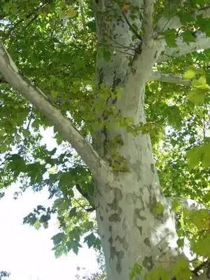 Image result for exclamation london plane tree