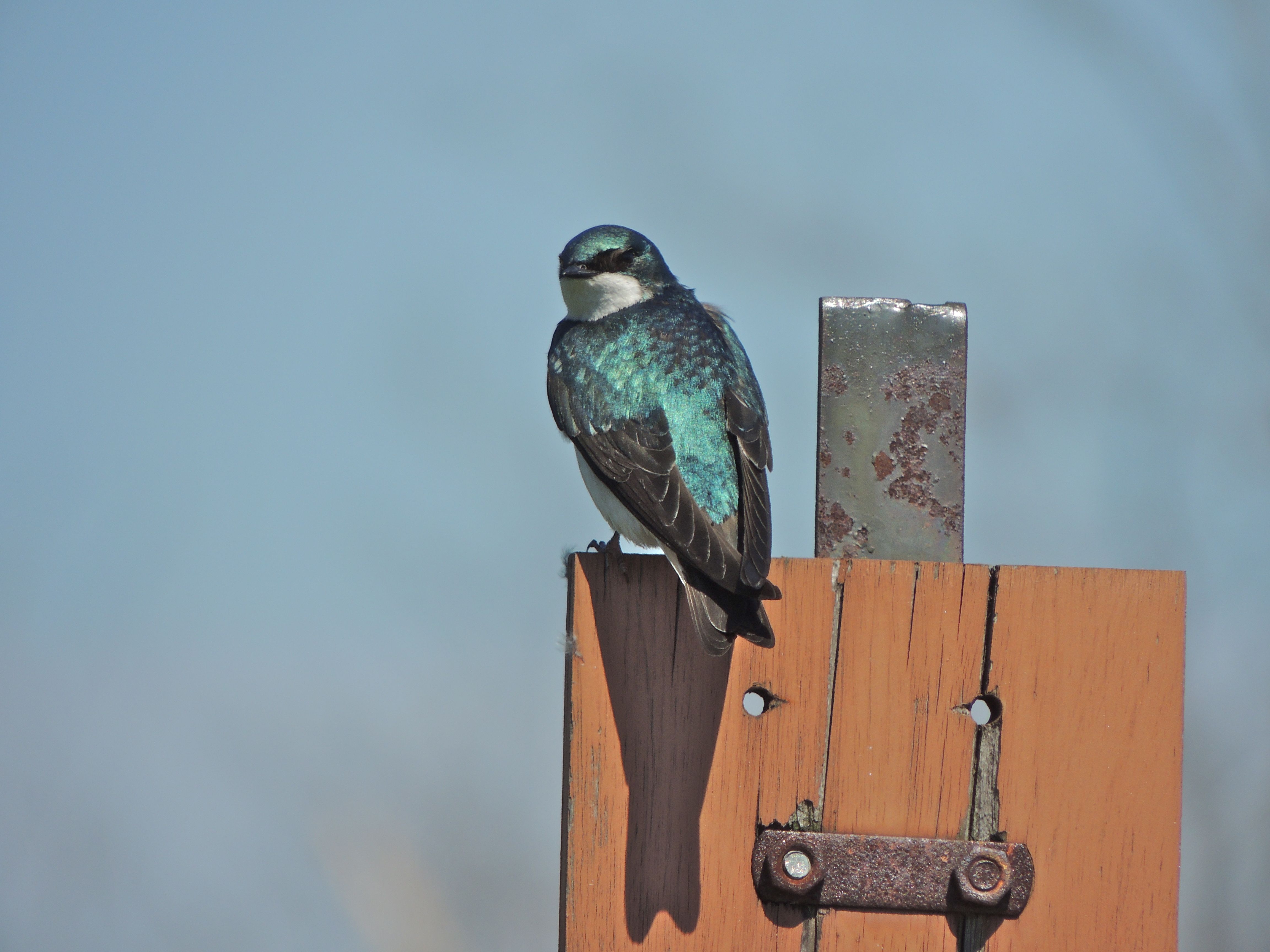 Tree Swallows