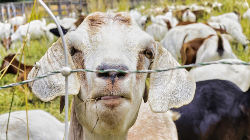 Grazing goats prevent California wildfires — but new salary rules 