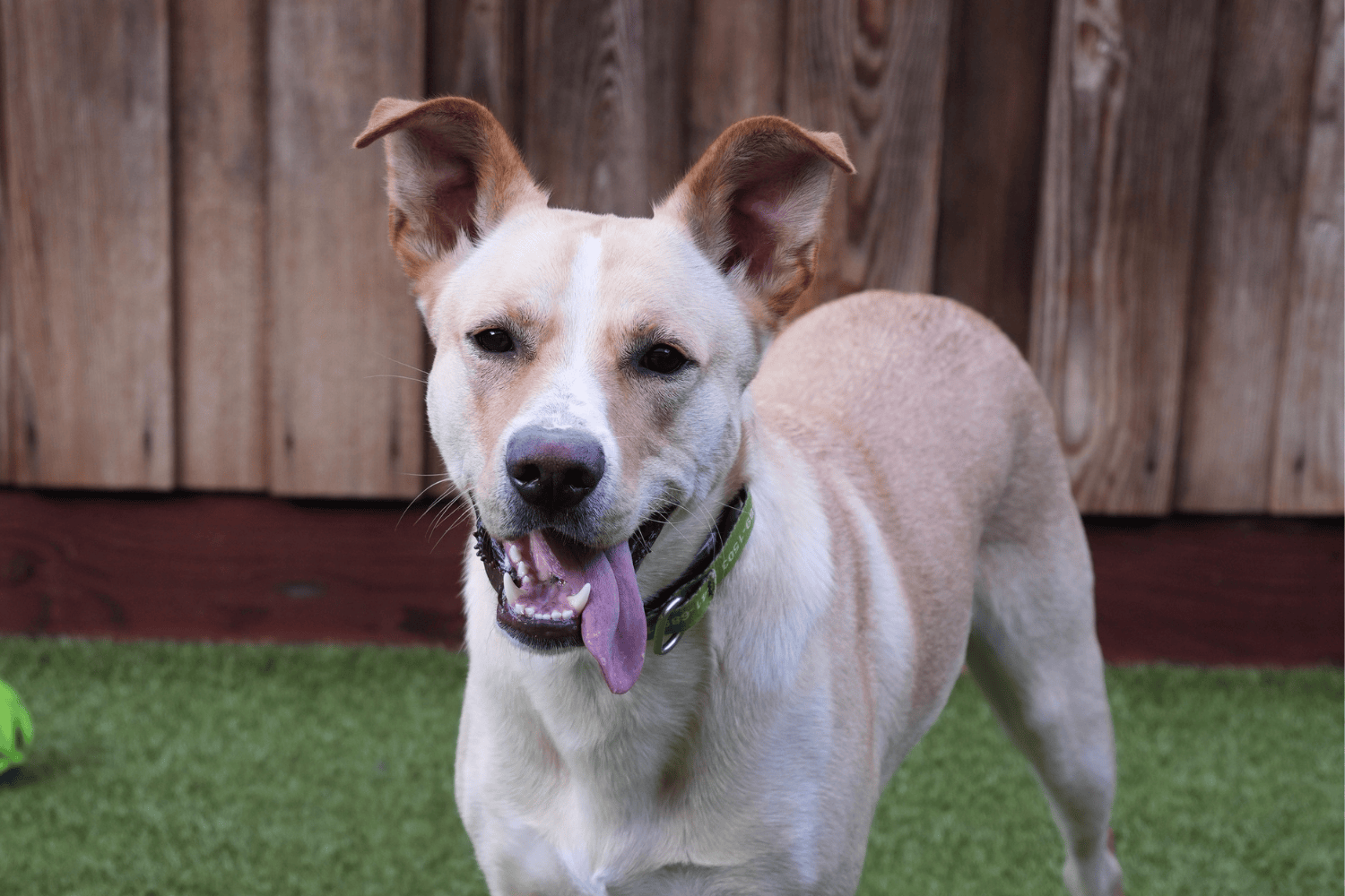 Featured Pet: Apollo