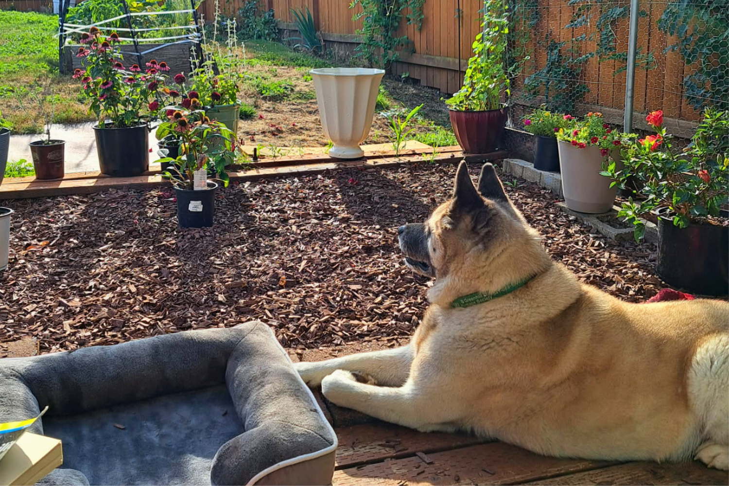 Featured Pet: Blue