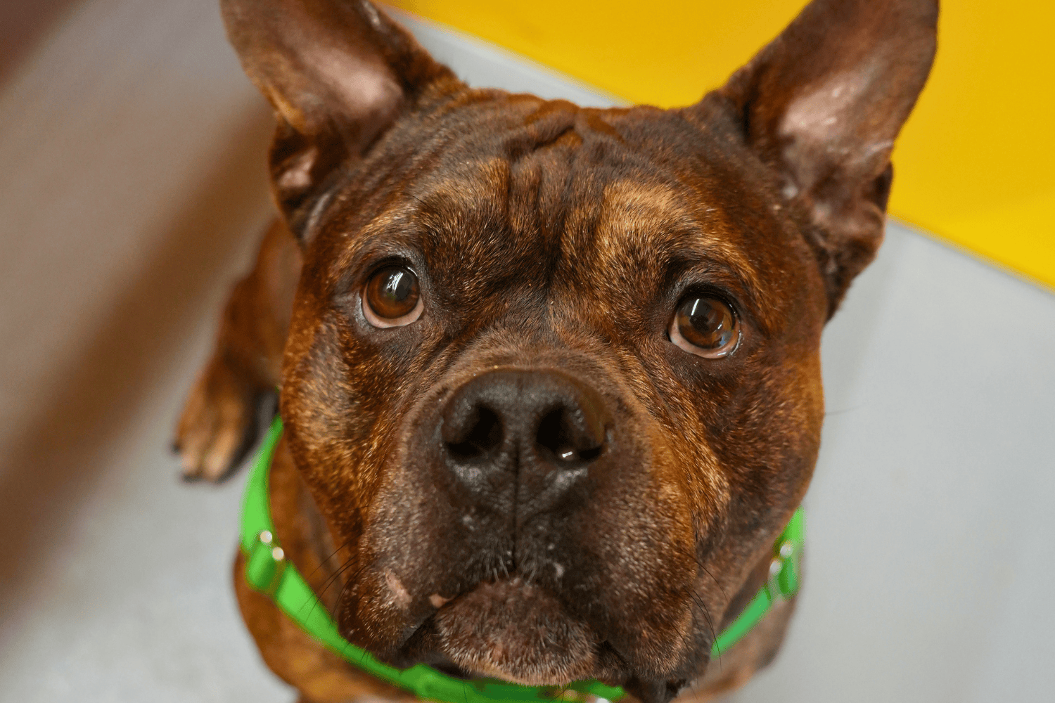 Greenhill Humane Society