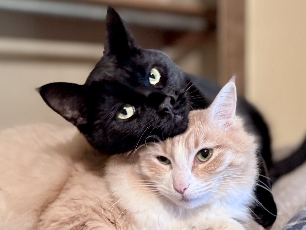 Cat Rescue Adoption Network
