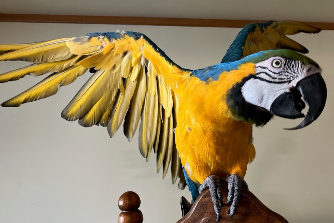 Exotic Bird Rescue of Oregon