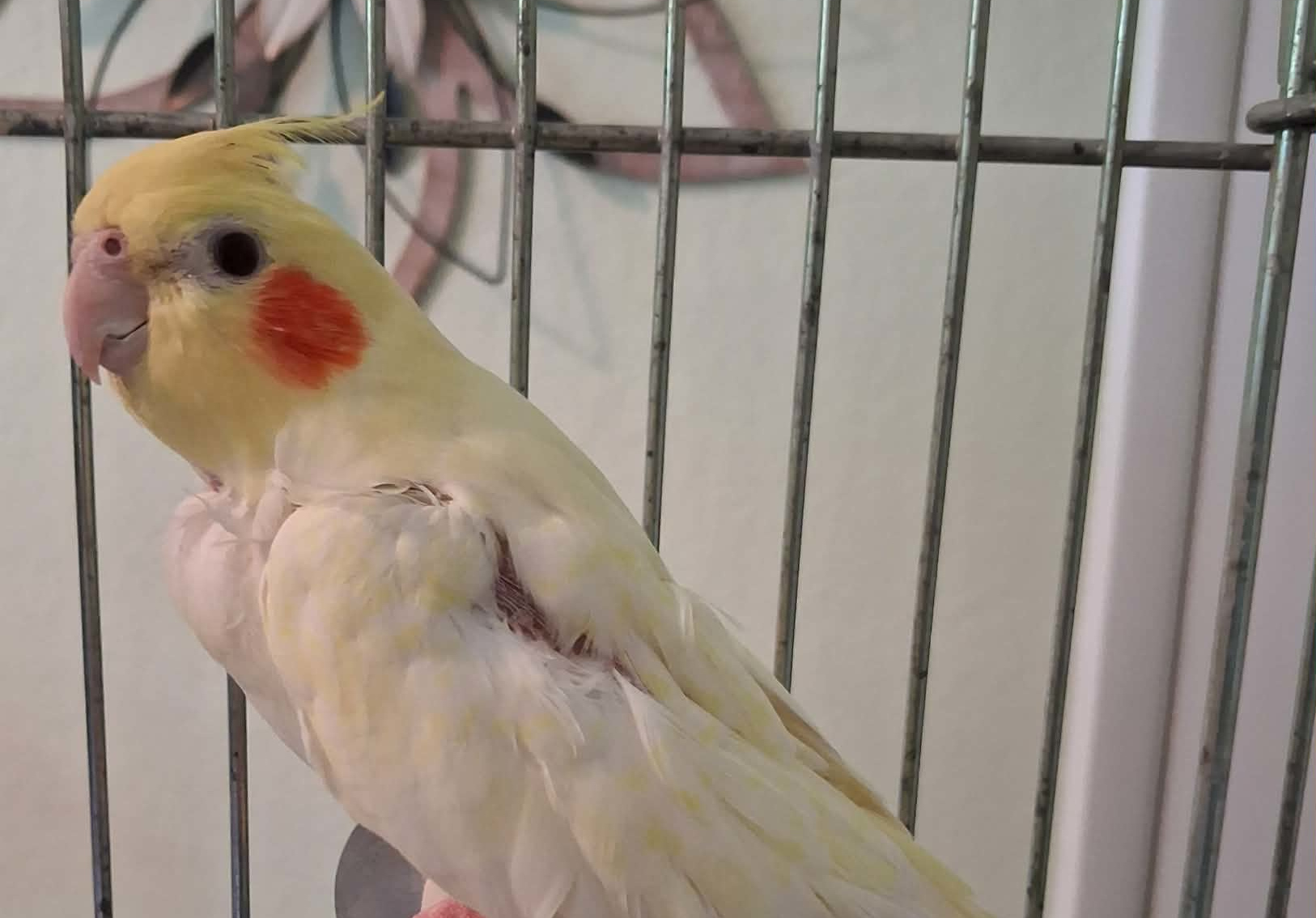 Exotic Bird Rescue of Oregon
