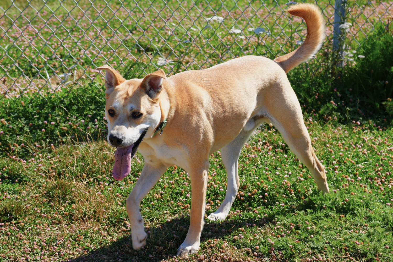 Featured Pet: Knack