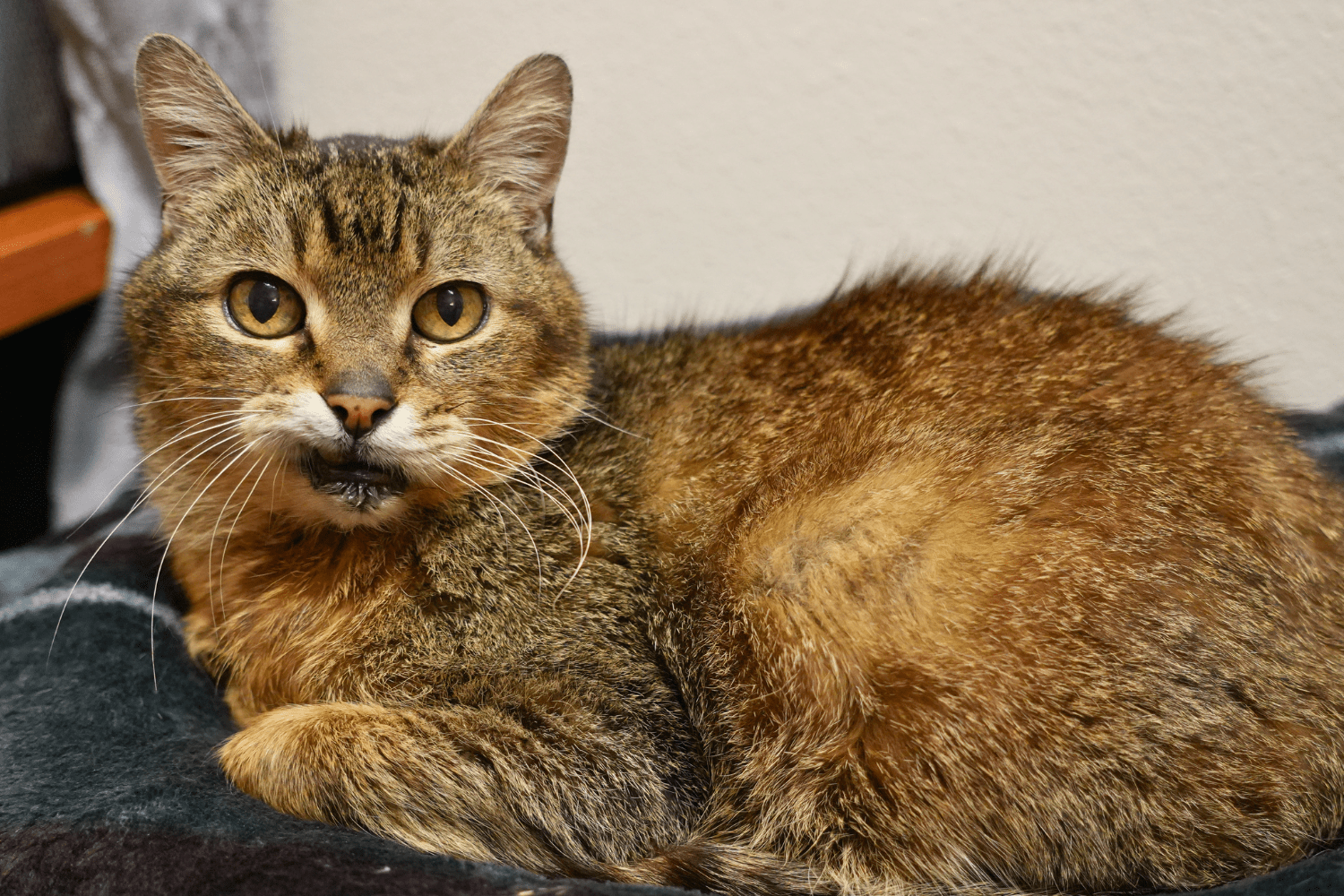 Greenhill Humane Society