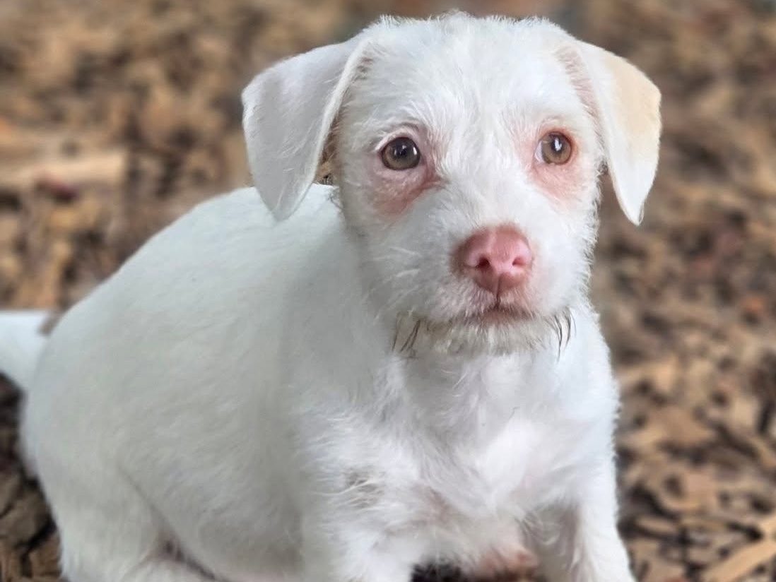Wiggly Tails Dog Rescue