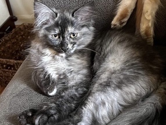 Cat Rescue Adoption Network