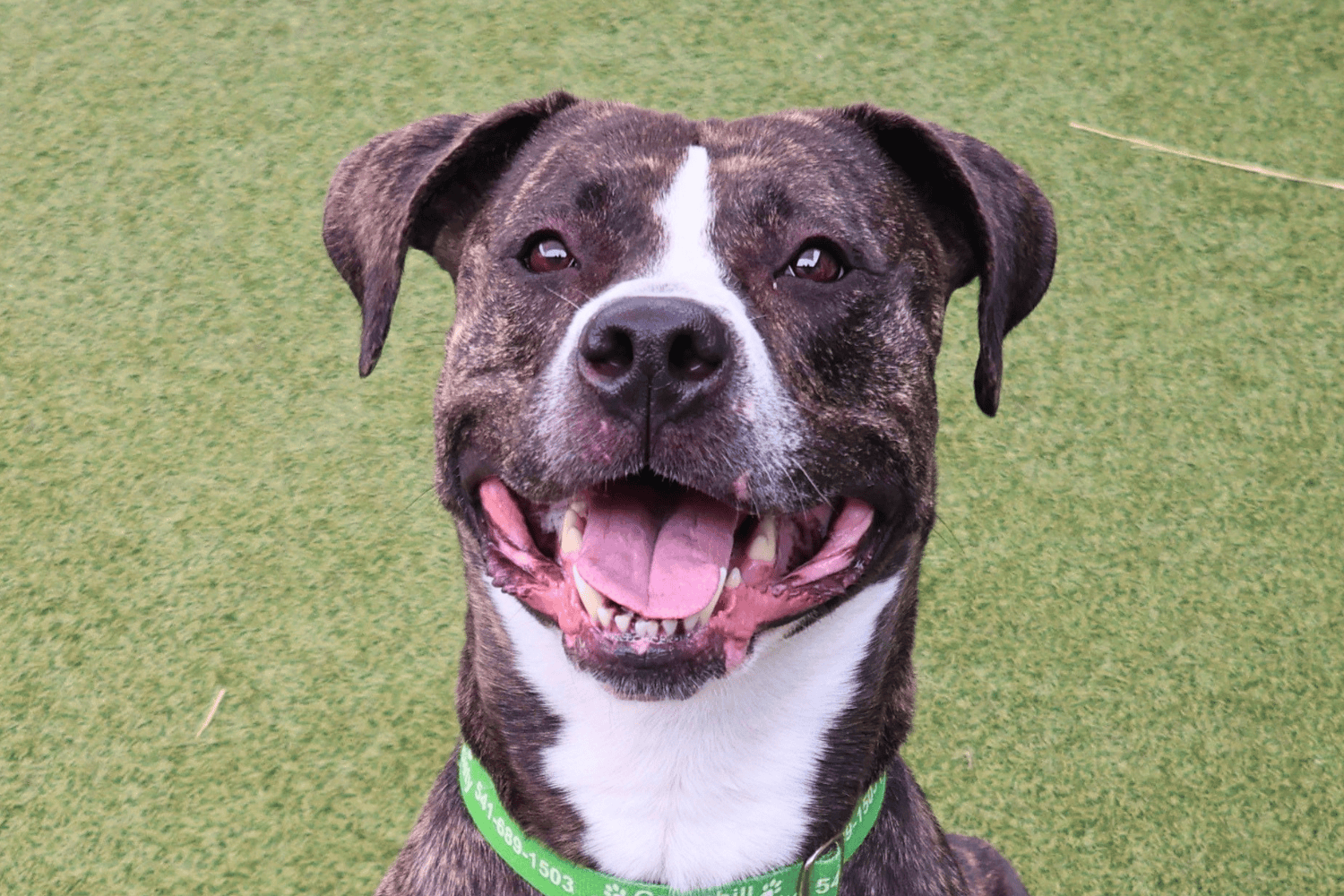 Greenhill Humane Society