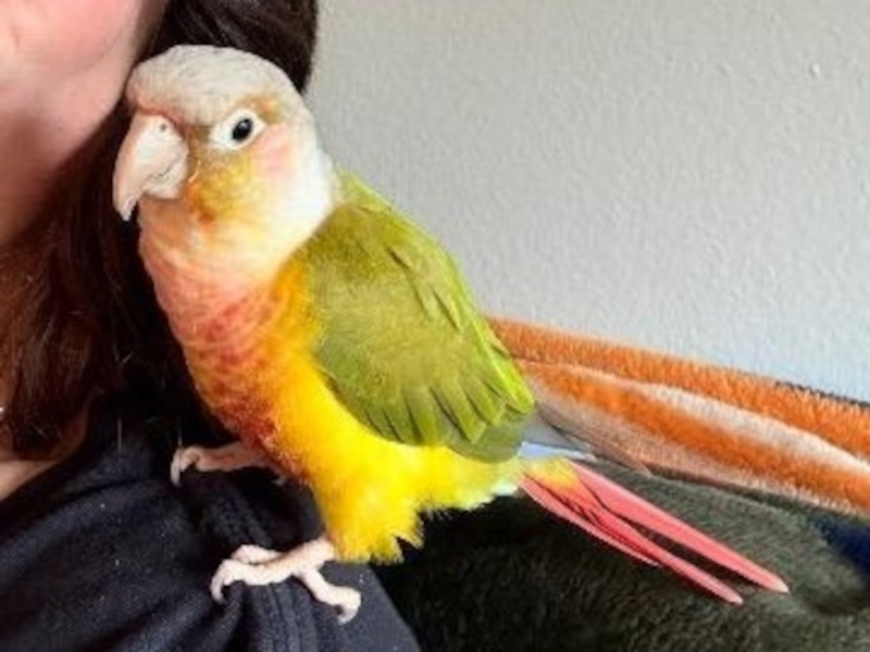 Exotic Bird Rescue of Oregon