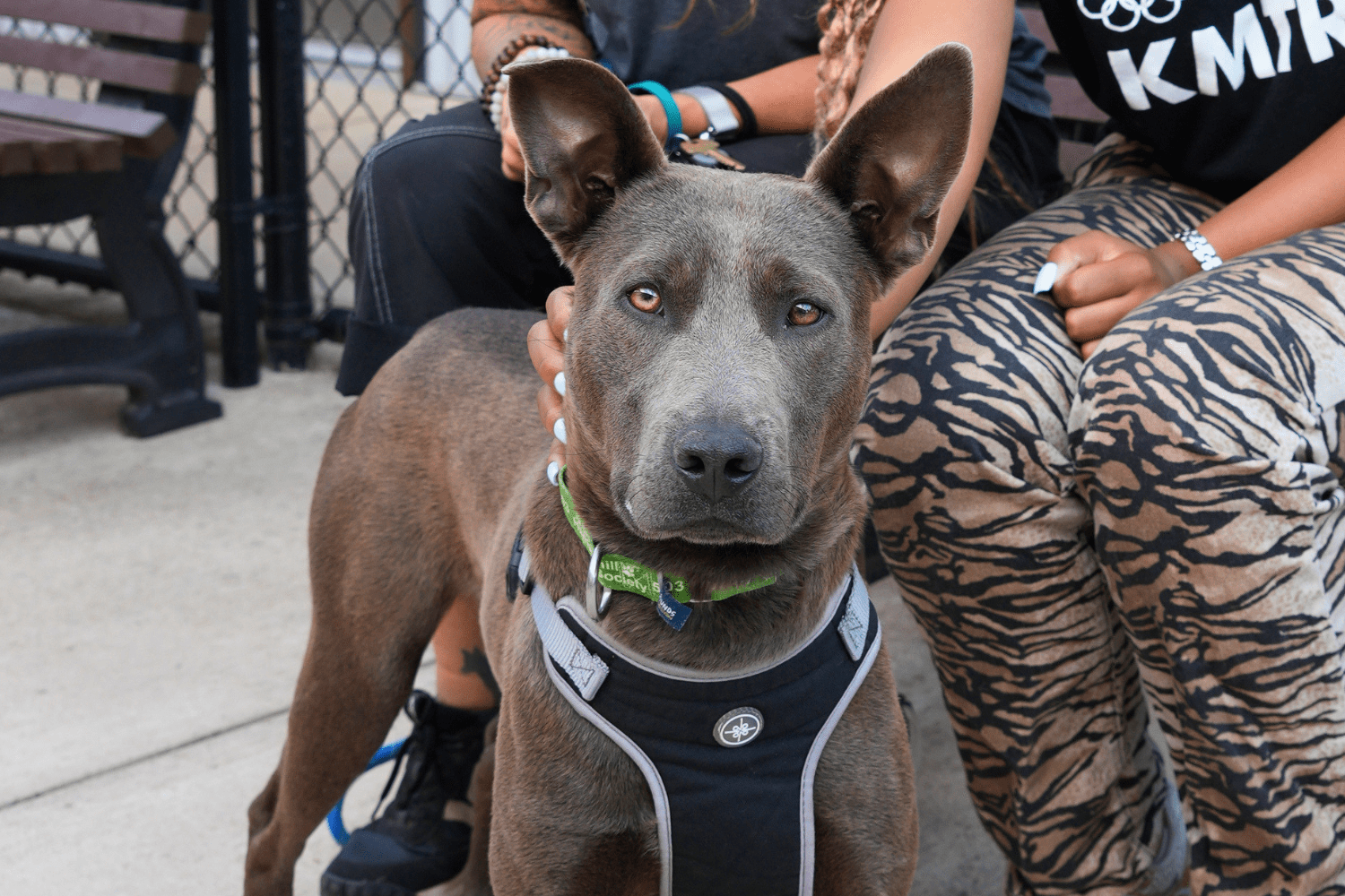 Greenhill Humane Society