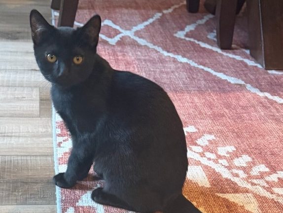 Cat Rescue Adoption Network