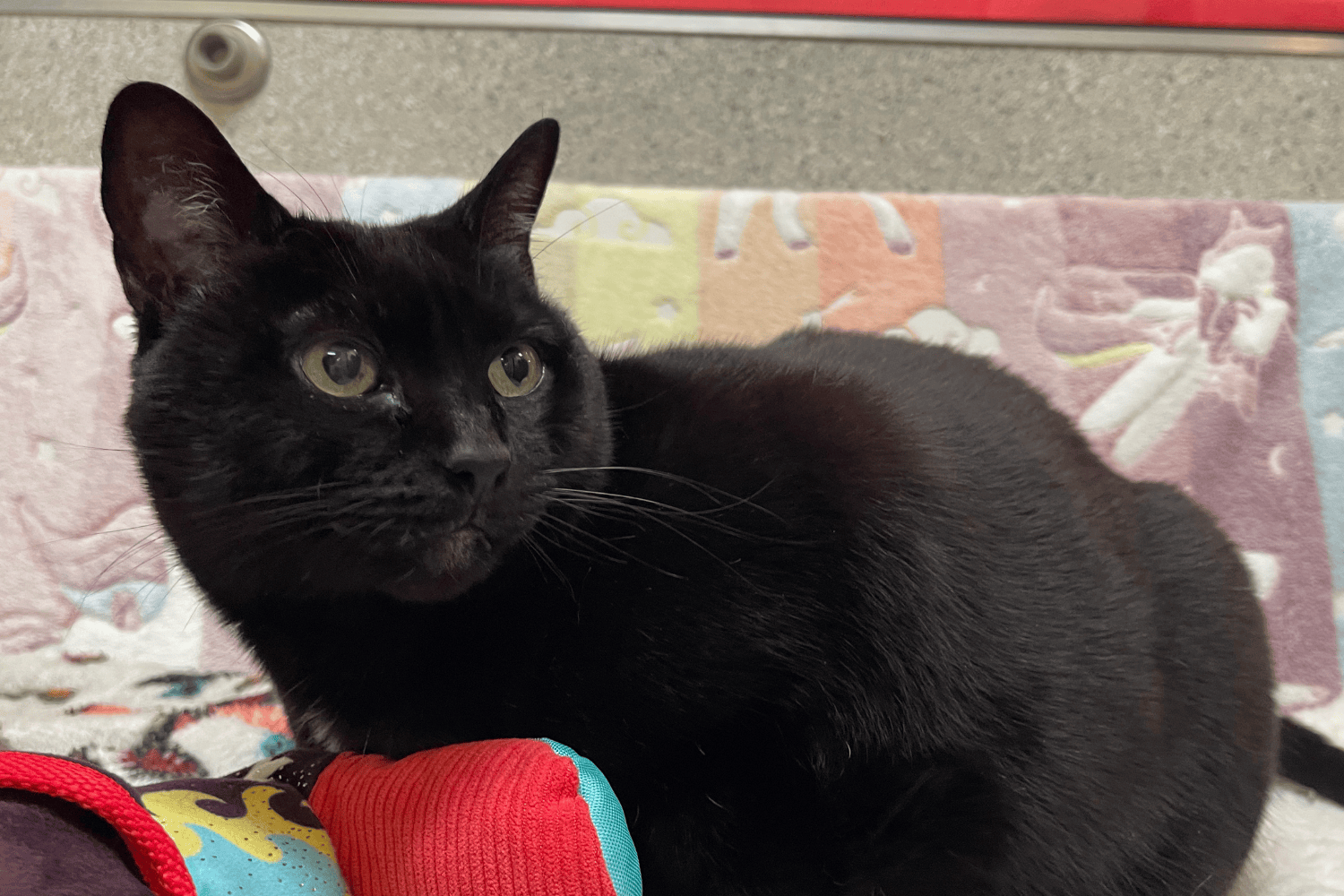 Featured Pet: Pepper