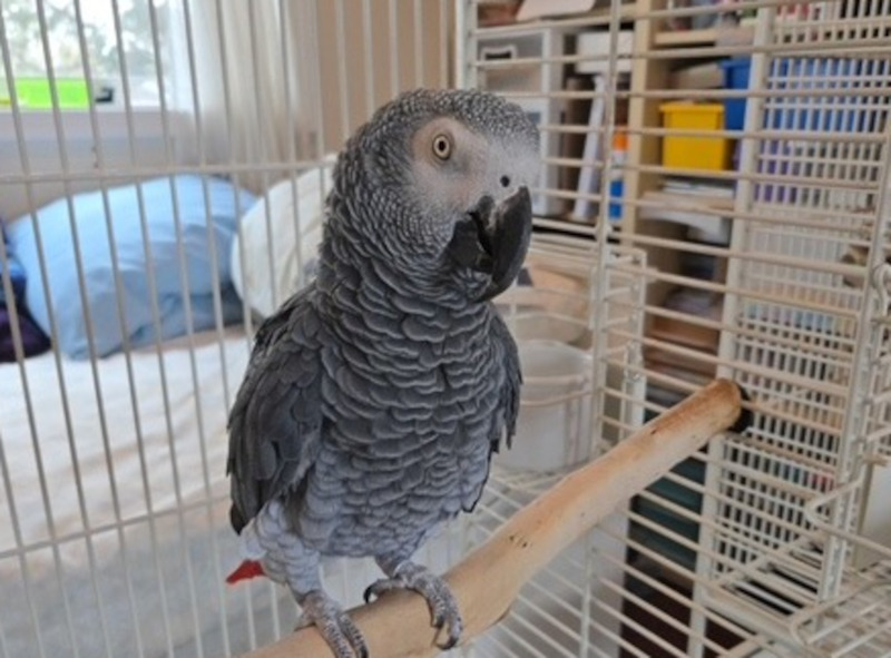Exotic Bird Rescue of Oregon