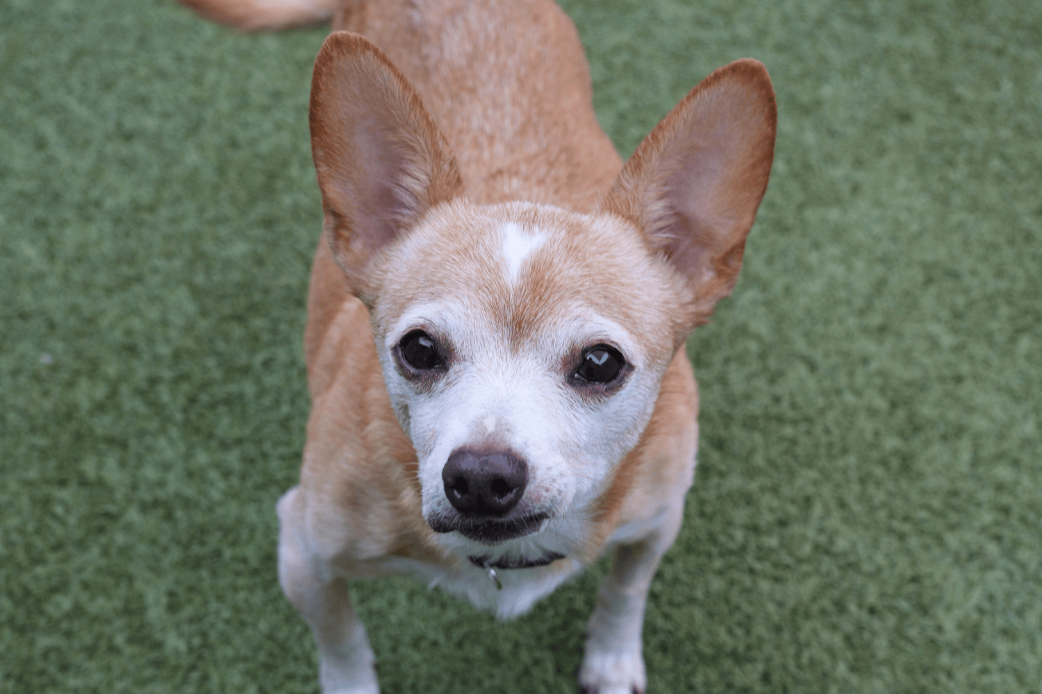 Featured Pet: Scooter