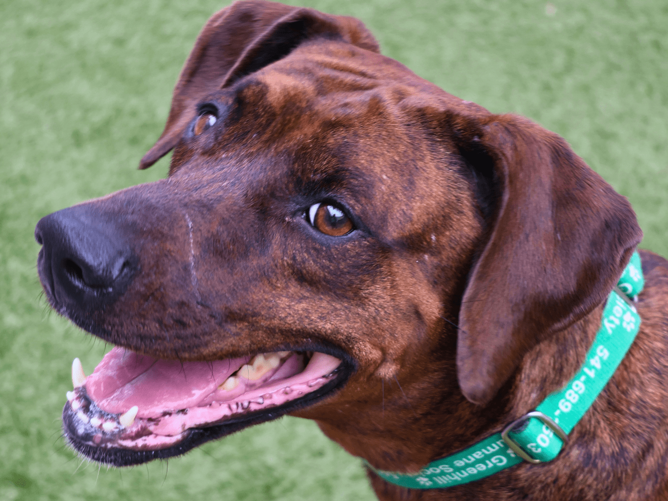 Greenhill Humane Society