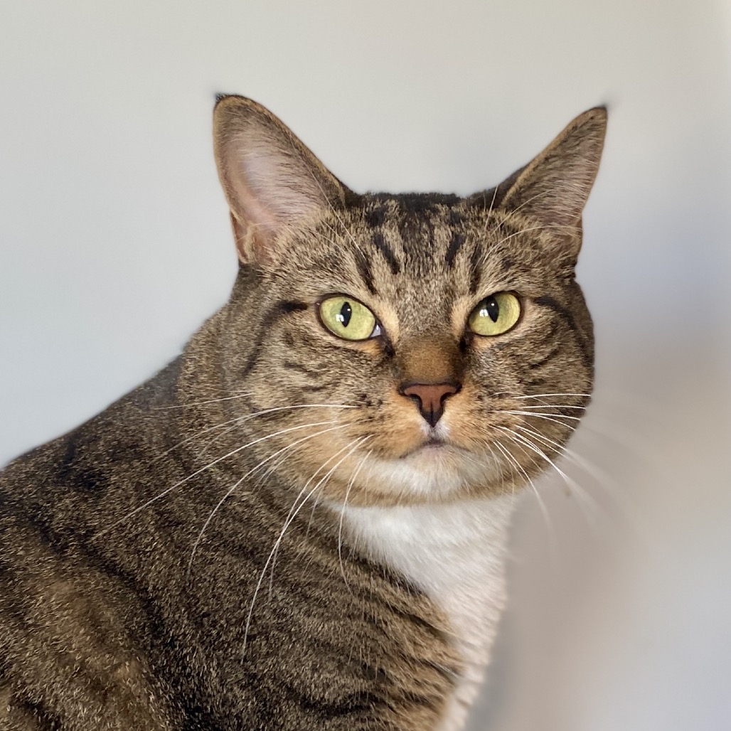 Cat Rescue Adoption Network