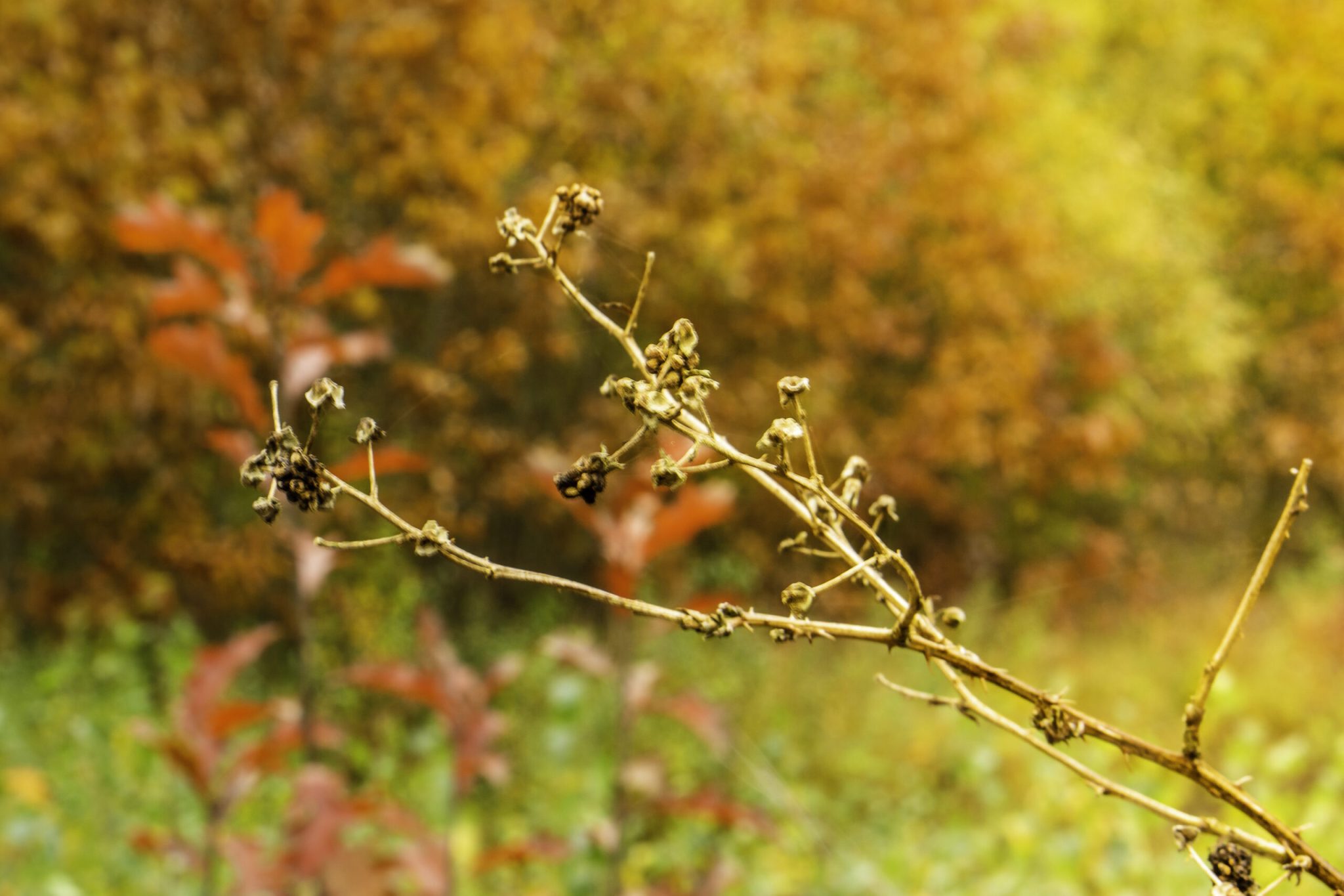 wandelen in de natuur