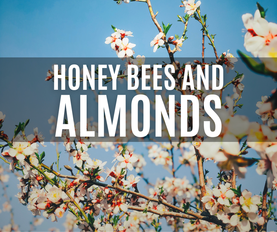 The Buzz About Almonds