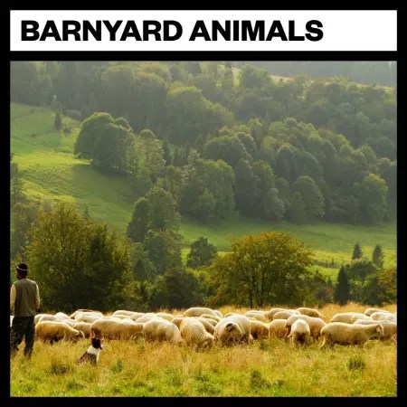 Big Room Sound – Barnyard Animals (WAV)