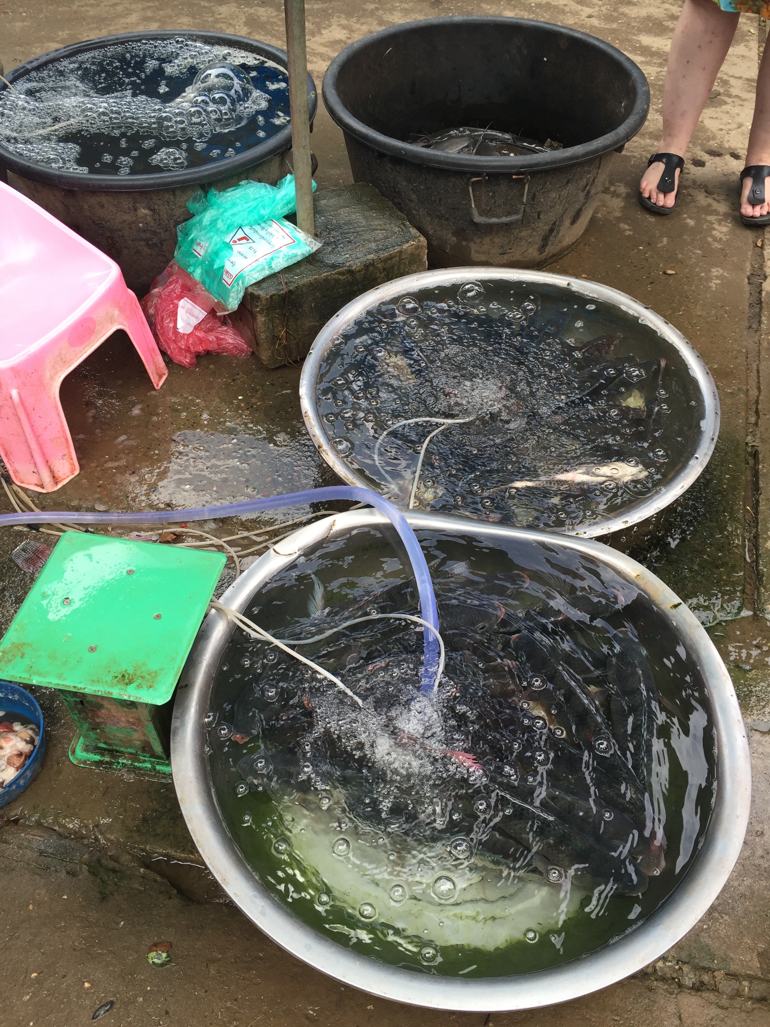 Fish for sale at the market.
