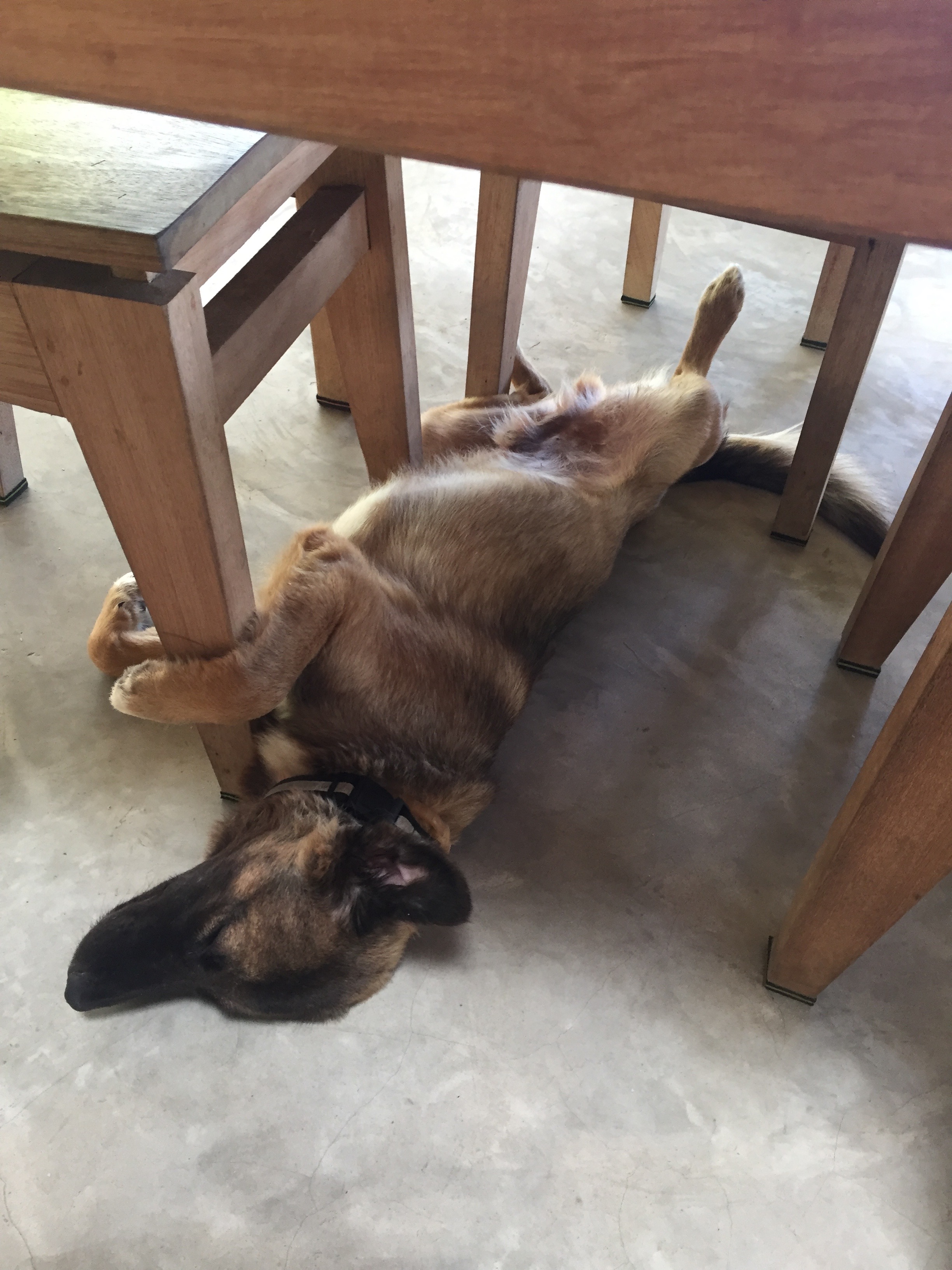 My buddy who kept me company while I did some work.