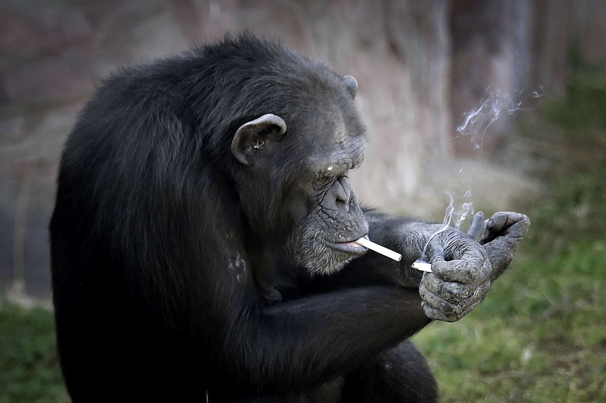Chimpancé en Corea del Norte fuma una cajetilla de cigarros diaria