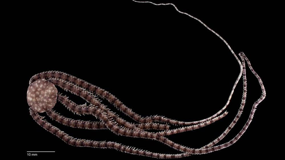 #Video Hallan nueva especie de equinodermo en Cozumel