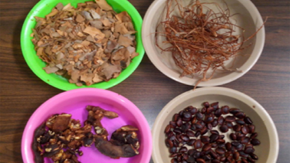 Con semillas de tamarindo buscan reducir el uso de plásticos