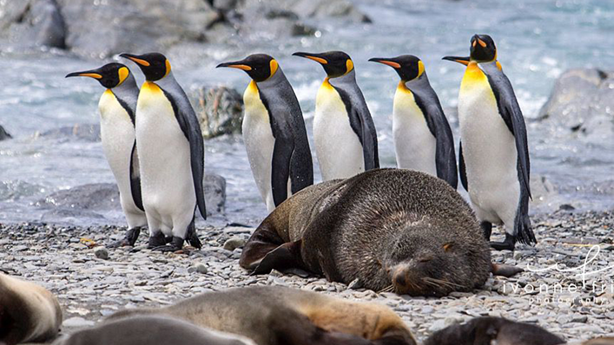 Mis amigos los pingüinos de la Antártida, por Ivonne Frid
