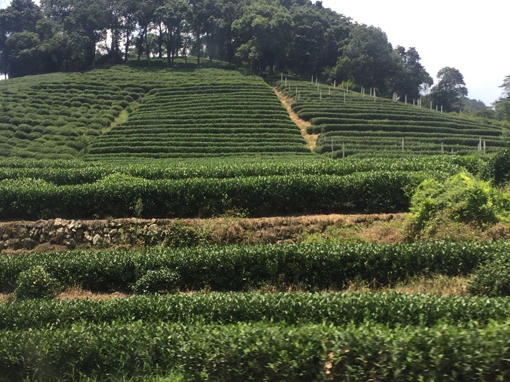 El té verde más puro del planeta