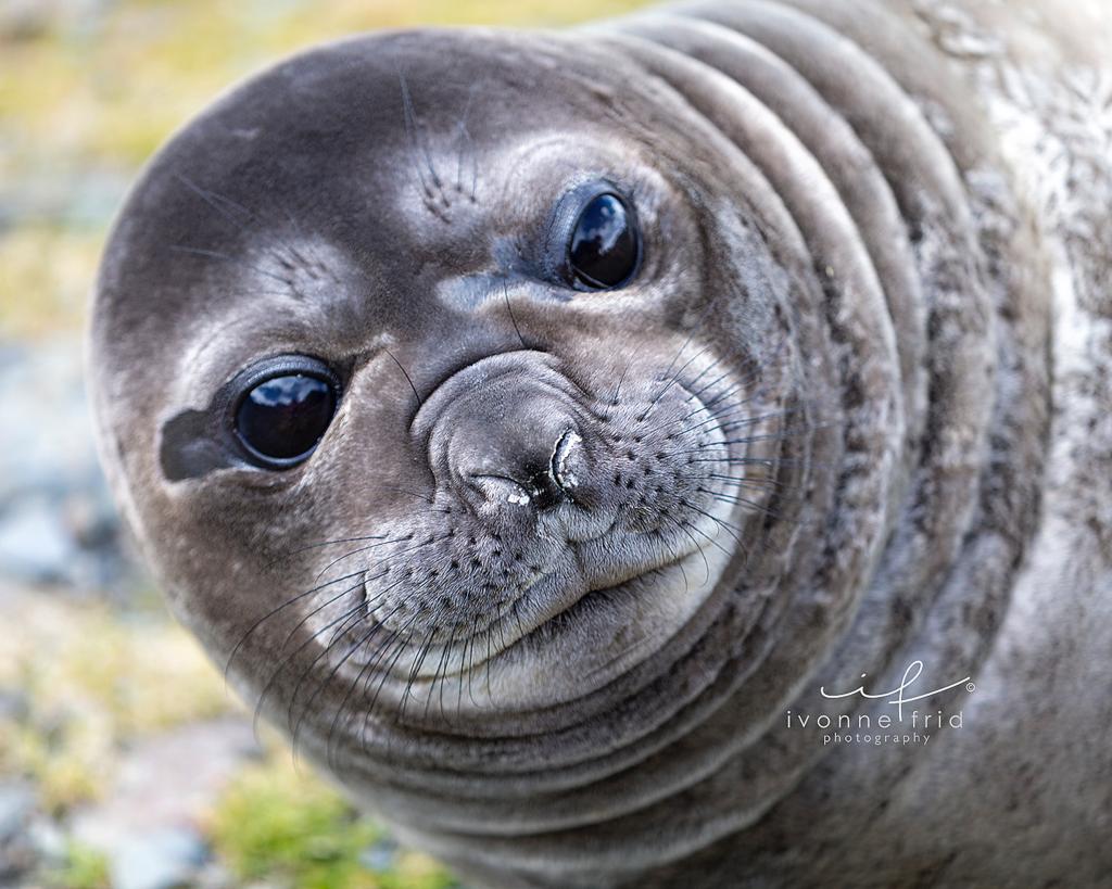 Las simpáticas focas de Weddell, por Ivonne Frid