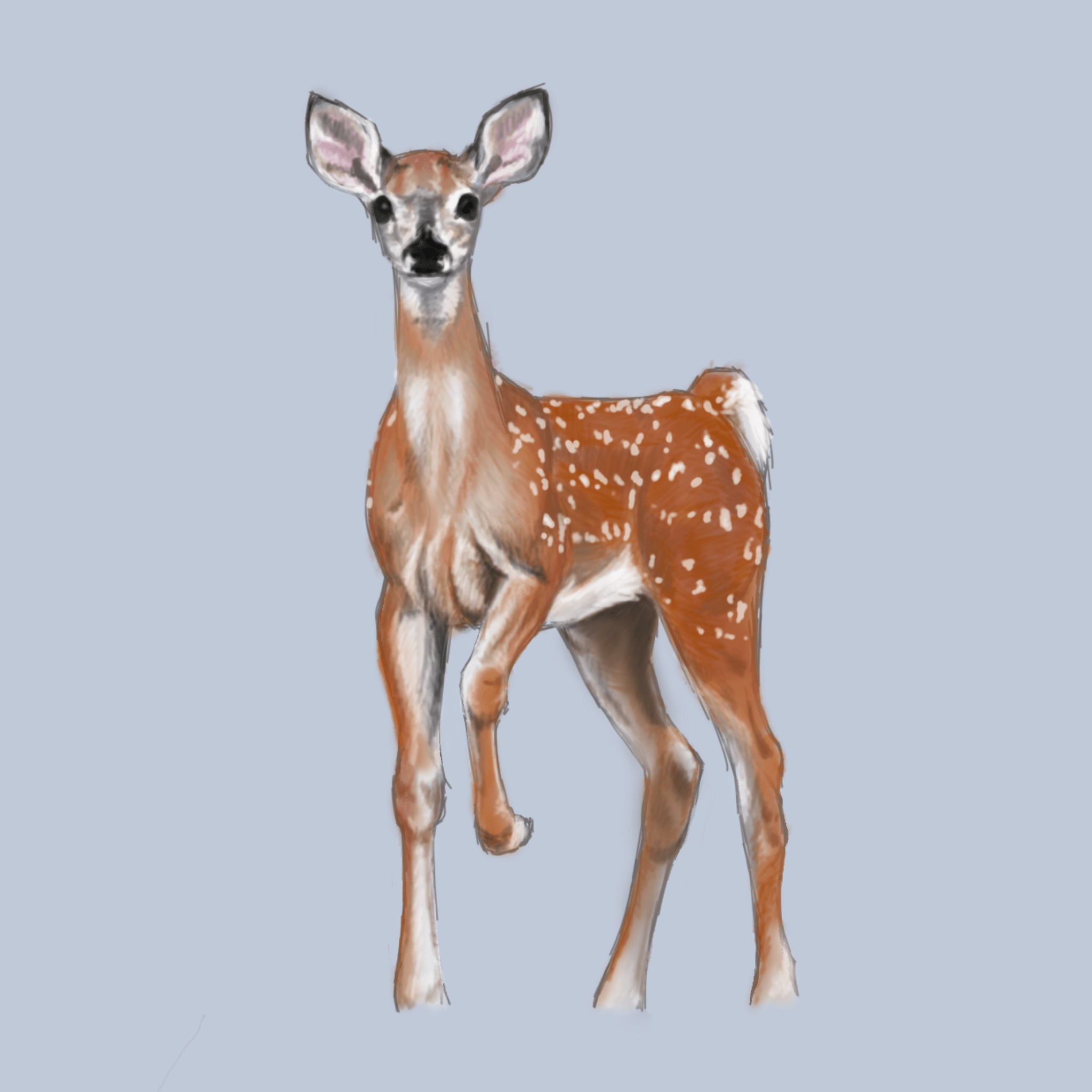 2024 Aug 24 | Young Deer