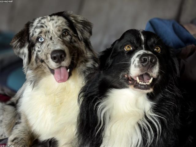 Splot Cogdogblog - Professional Retina Landscape Designs | Free Download