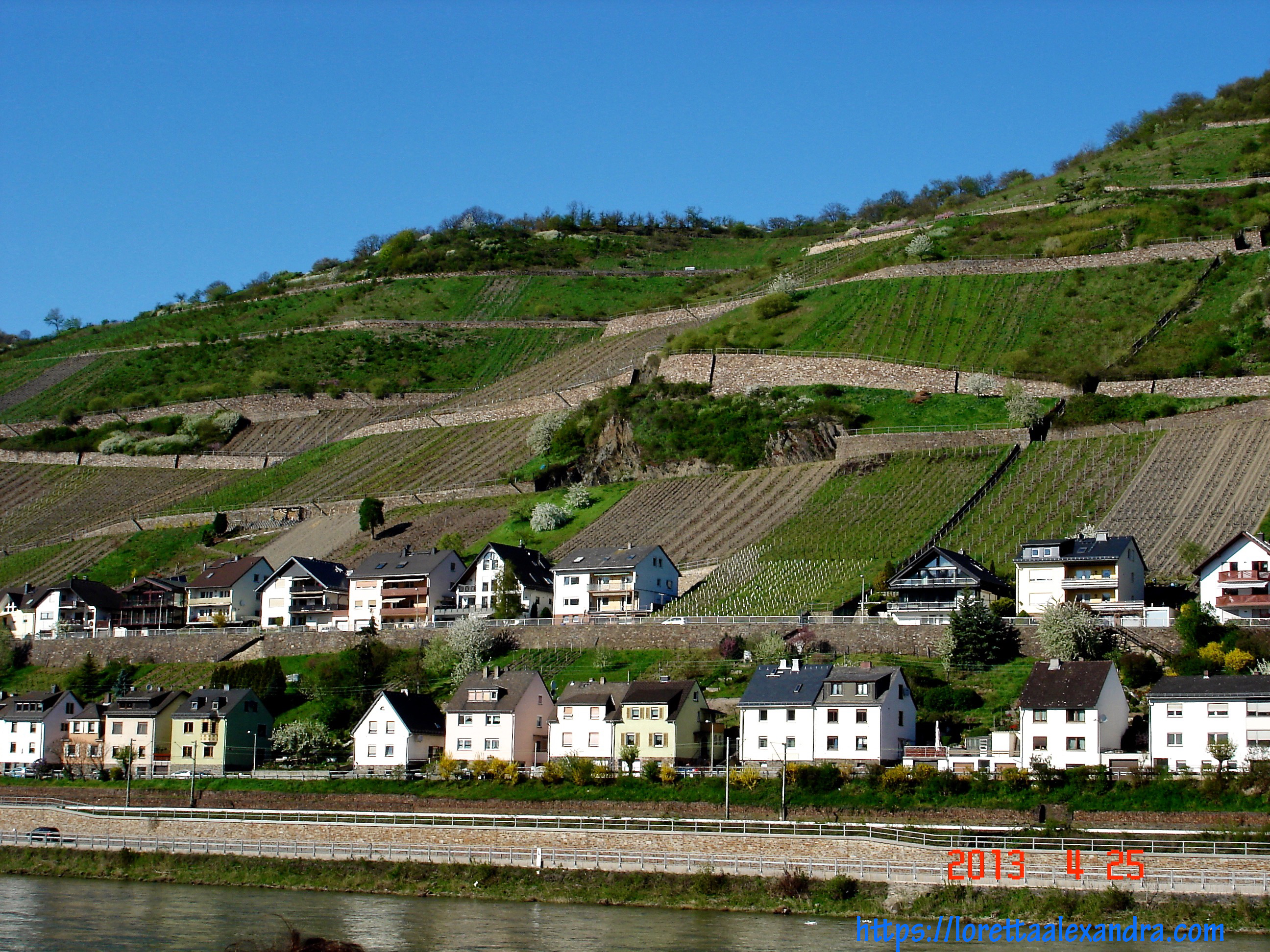 Vineyards on banks of the Rhine Valley.