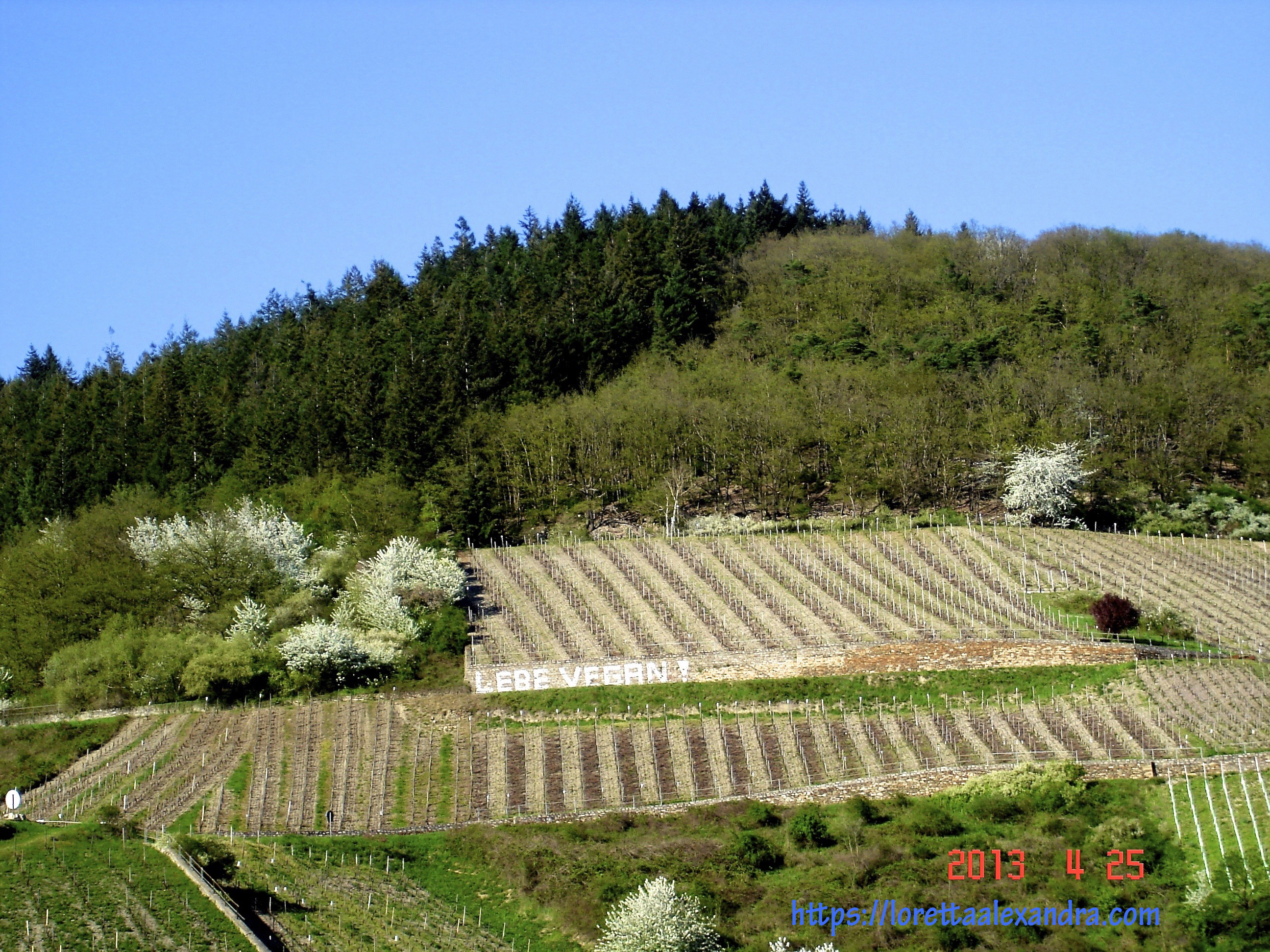 Vineyards in the Valley.