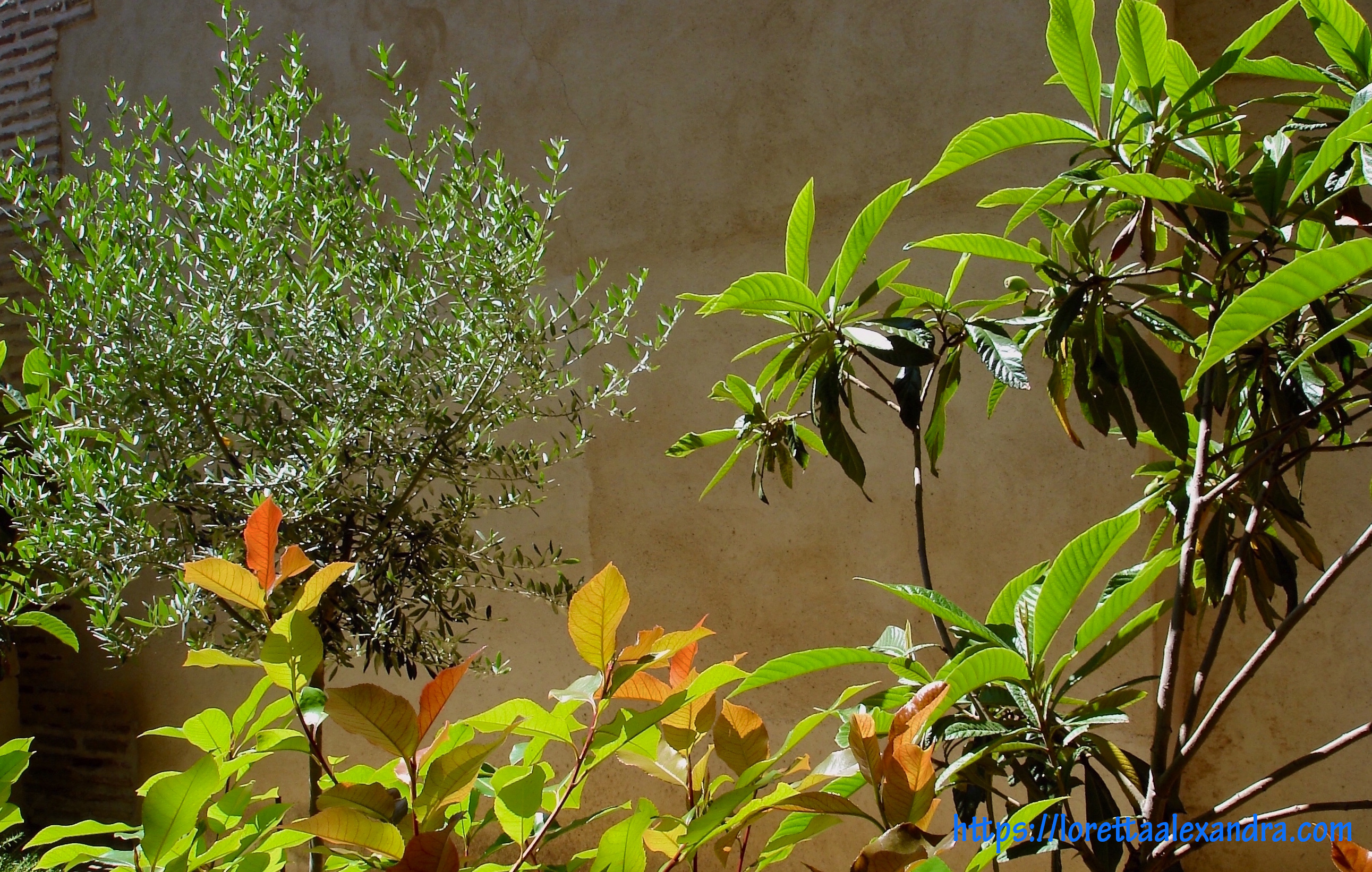 Patio garden - Santa María la Blanca