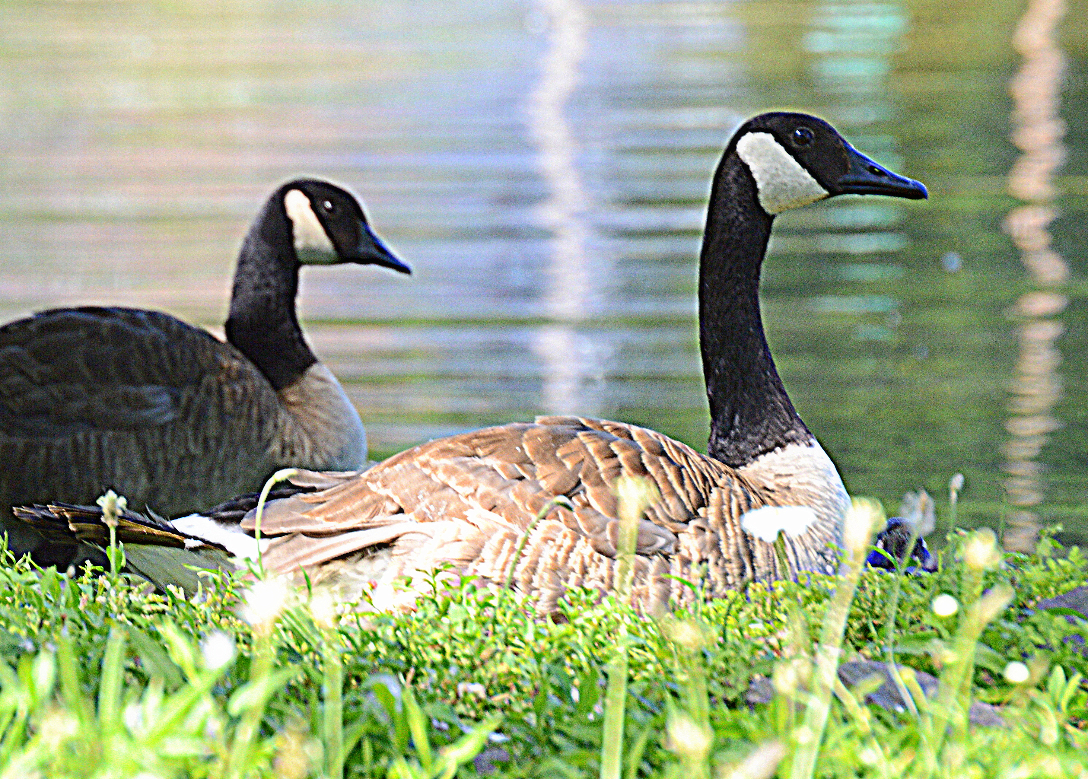 Canada Geese at Irondequoit Bay