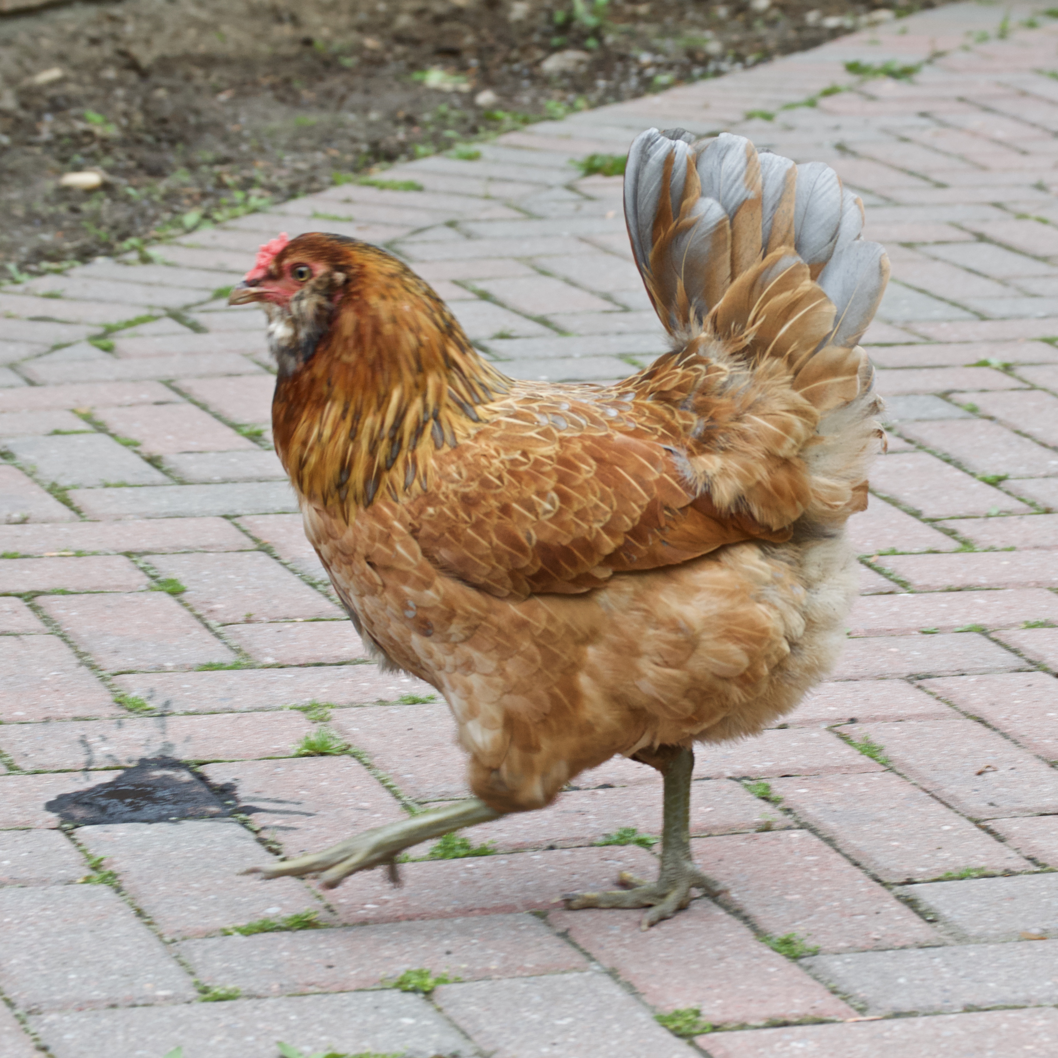 Ms. Chicken's Jaunty Gait