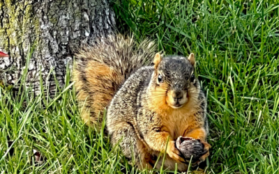 Bright Eyed and Bushy Tailed