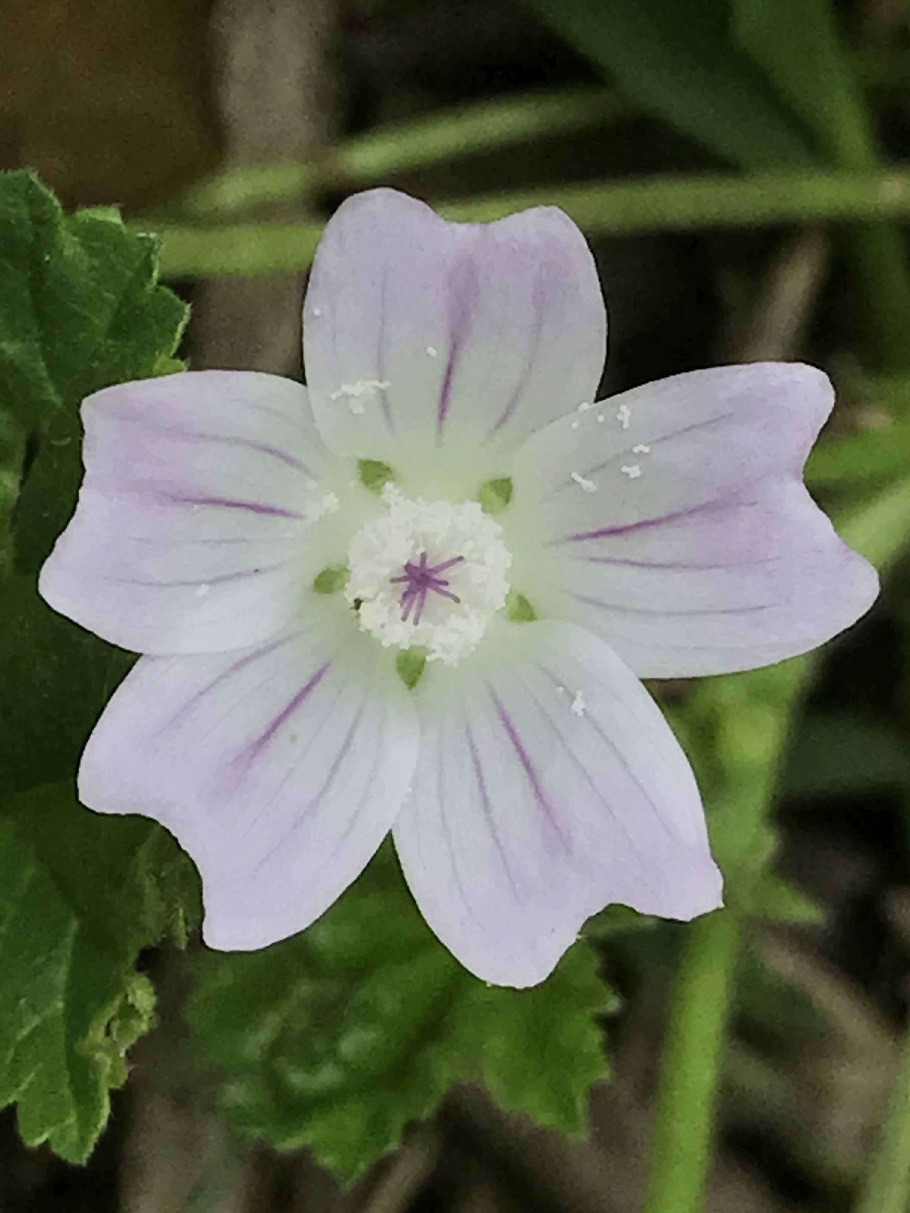 The tiniest wild geranium flower