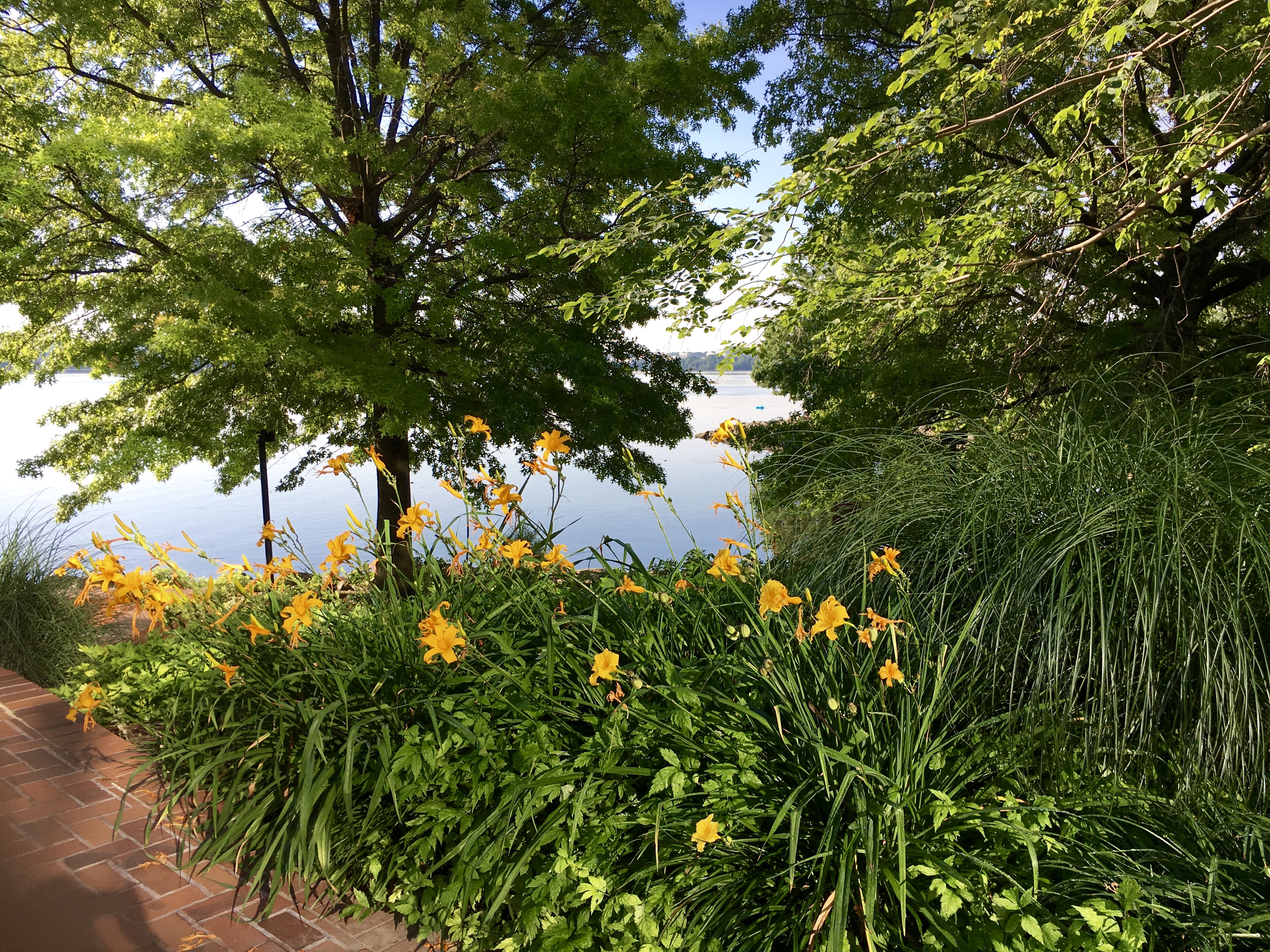 Lilies along the river in Alexandria