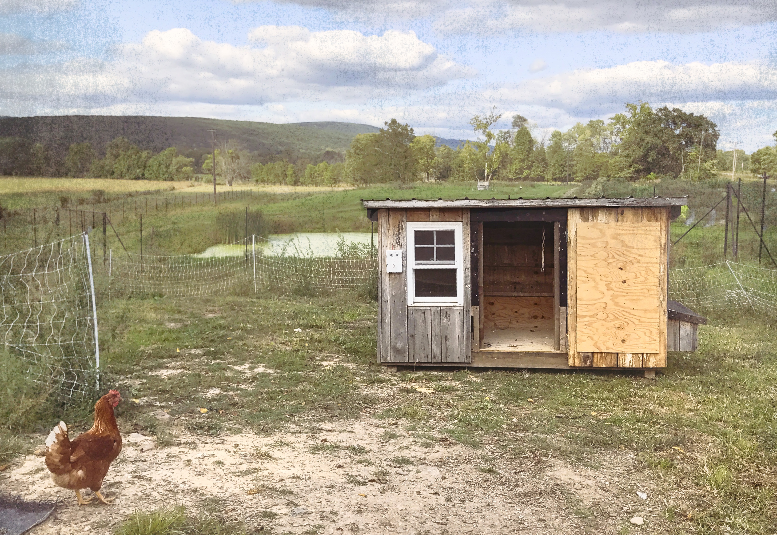 Chicken and shed