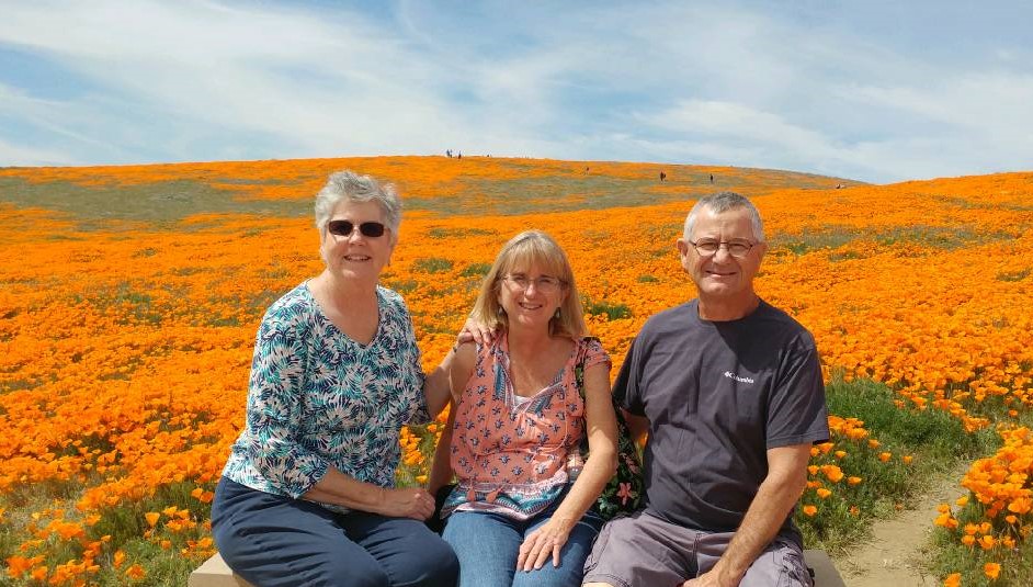 Poppies