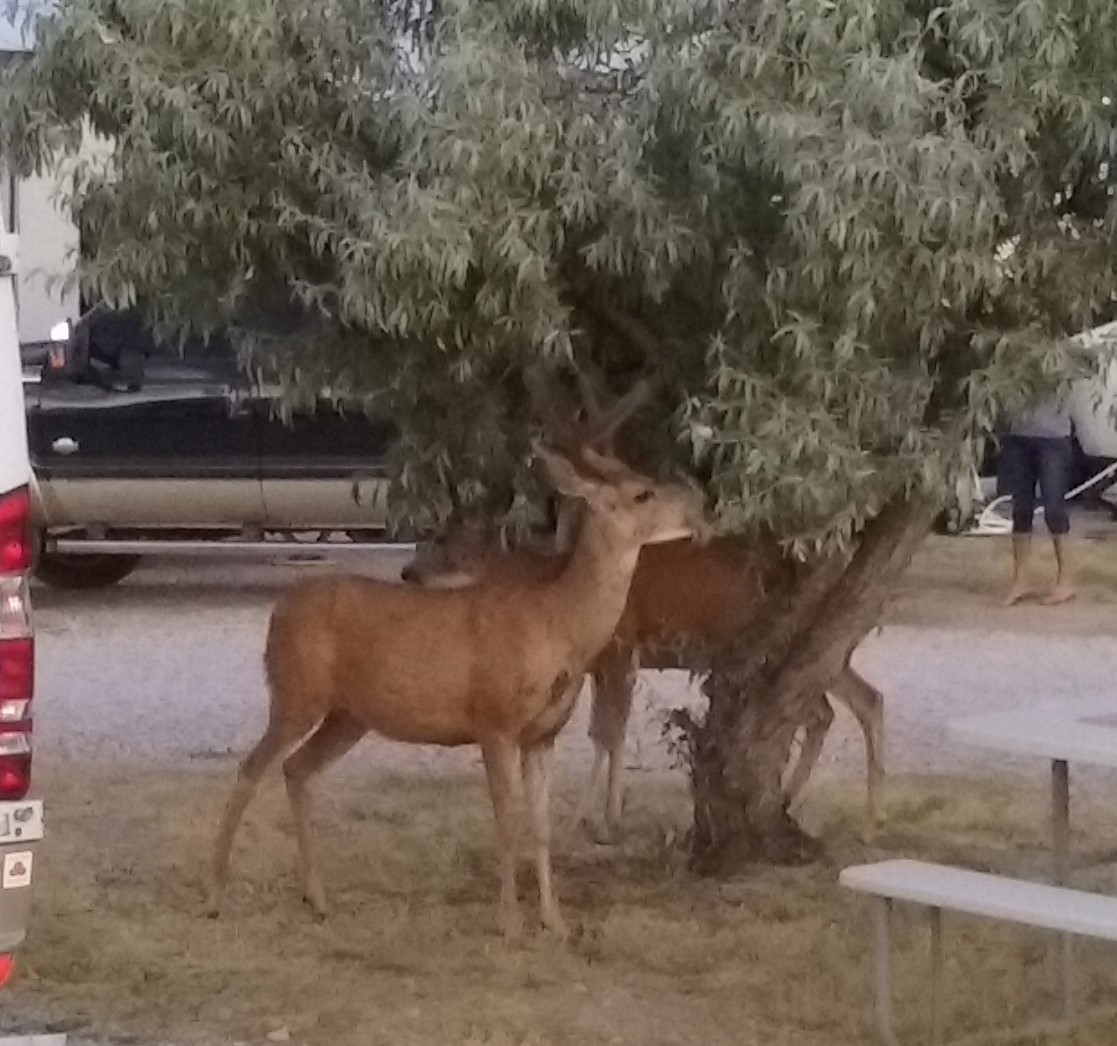 Bambi