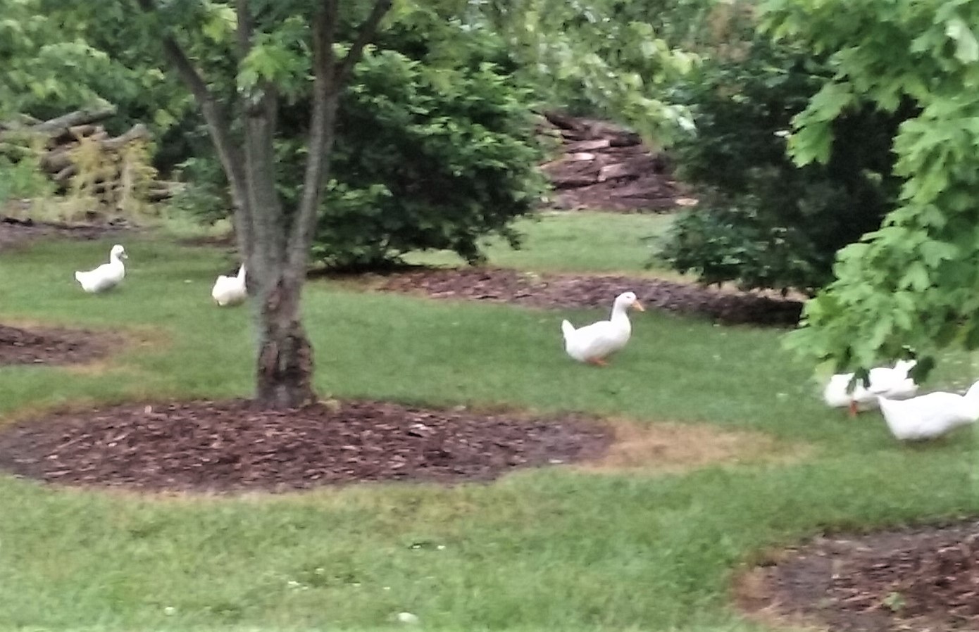Ducks