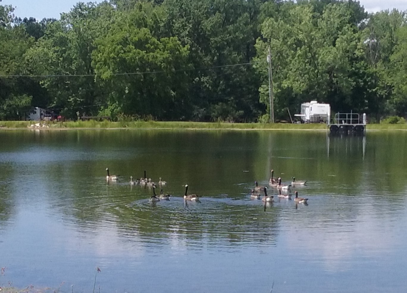 Geese