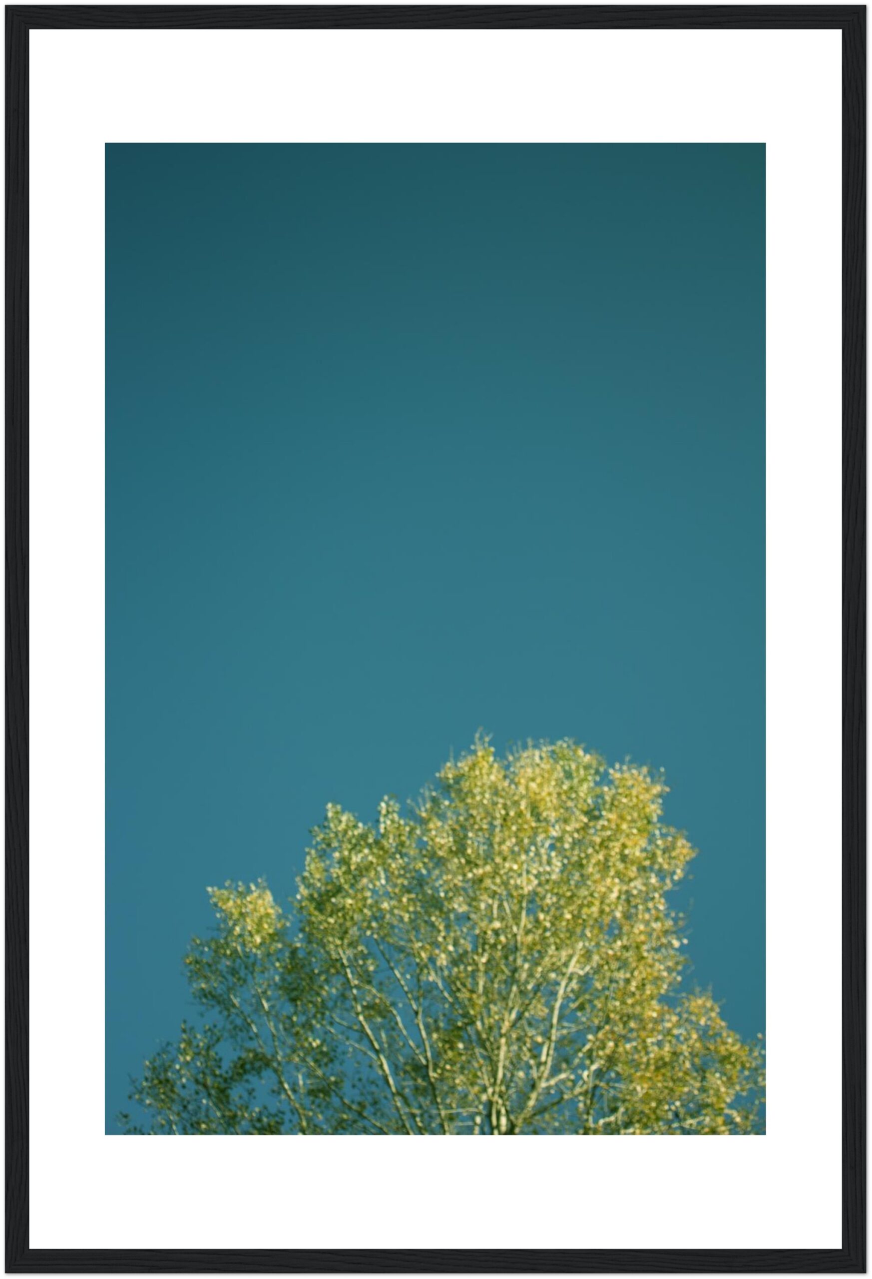 Gilded Birch